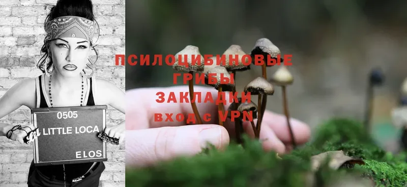 Псилоцибиновые грибы Psilocybe Лихославль